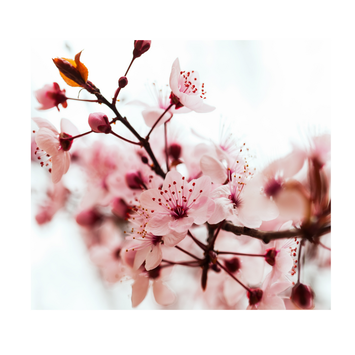 Flavorah - Cherry Blossom