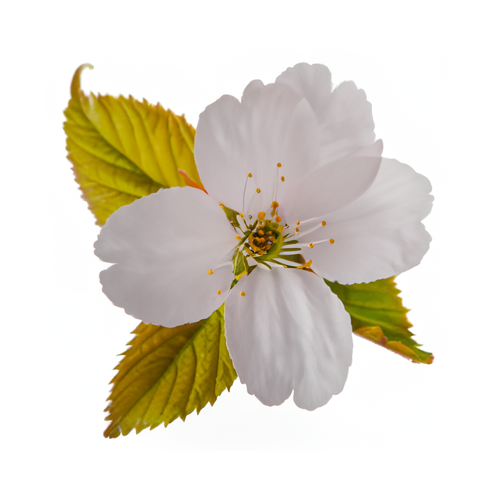 The Flavor Apprentice - Cherry Blossom (PG)